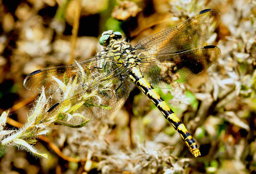 Da det.: Onychogomphus forcipatus unguiculatus